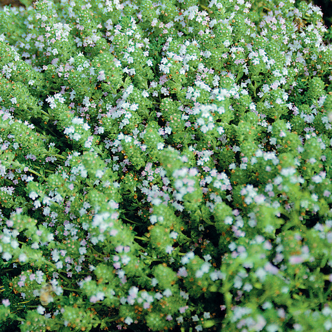 Close-up of English thyme transplant showing dense grey-green foliage and small pale lavender flowers filling the frame