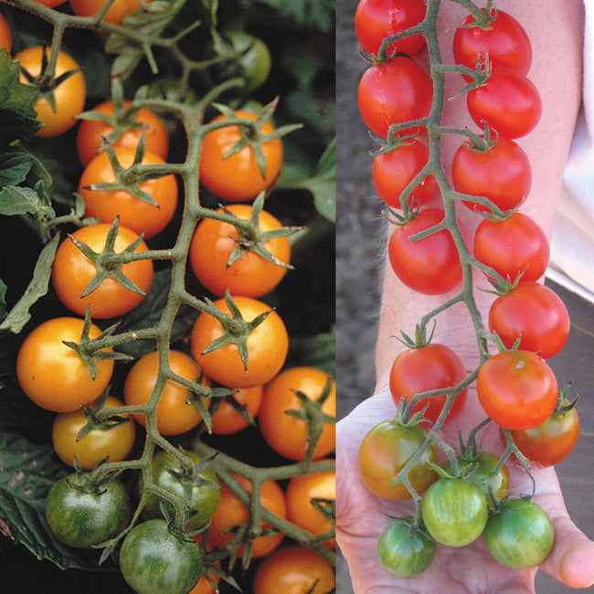 Three-quarter view of grafted Double Sungold and Sweet Million cherry tomato plant showing clusters of ripe orange and red cherry tomatoes on vines