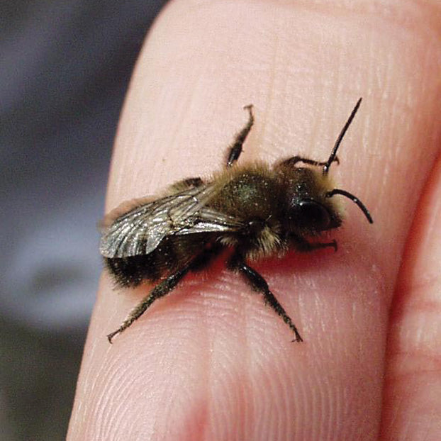 Close-up of a mason bee resting on a fingertip showcasing its fuzzy thorax and folded translucent wings with a blurred gray background