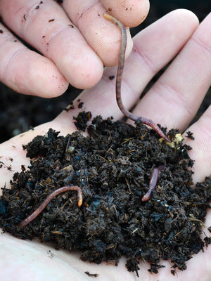 Close-up of live red worms (Eisenia fetida) in a palm showing worm size and moist compost bedding