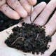 Close-up of live red worms (Eisenia fetida) in a palm showing worm size and moist compost bedding