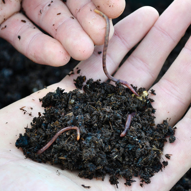 Close-up of live red worms (Eisenia fetida) in a palm showing worm size and moist compost bedding