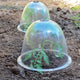 Three-quarter view of two Victorian bell cloches covering young seedlings in garden soil, clear plastic with top vents