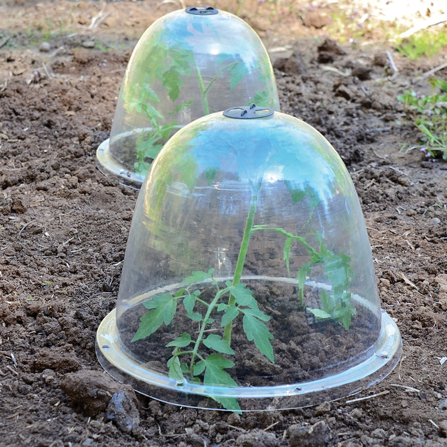 Three-quarter view of two Victorian bell cloches covering young seedlings in garden soil, clear plastic with top vents