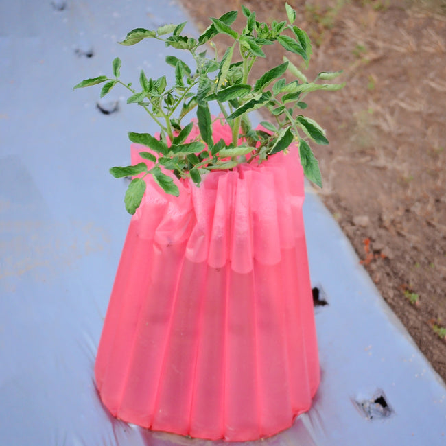 Front view of red Kozy-Coat cloche showcasing tall red plastic tube protecting a young tomato plant on garden soil