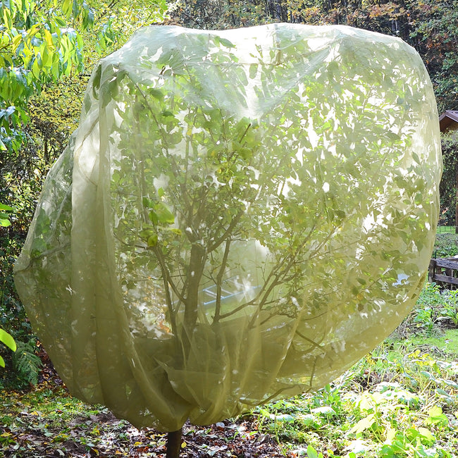 Front view of fruit tree cover draped over a small tree, soft green ultralight 1mm mesh with drawstring base