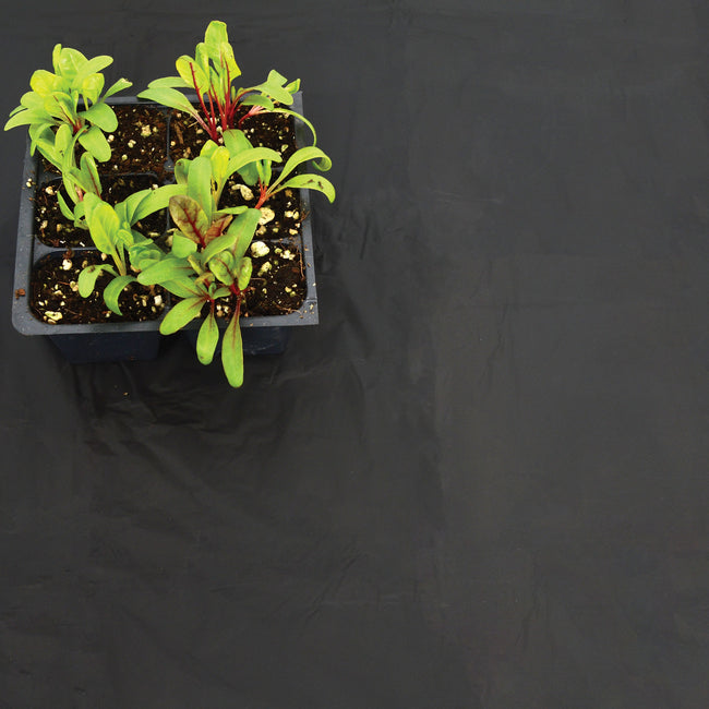 Top view of Garden Bio-Film black mulch film showing wrinkled surface with a small seedling tray at upper left