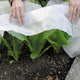Close-up of Reemay row cover draped over lettuce showing thin white fabric protecting plants from frost
