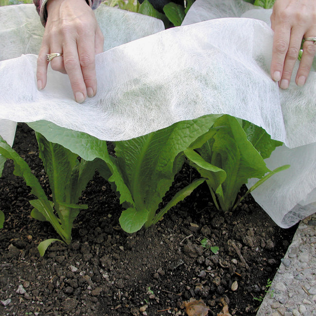 Close-up of Reemay row cover draped over lettuce showing thin white fabric protecting plants from frost