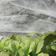 SUMMER INSECT BARRIER-ROW COVER