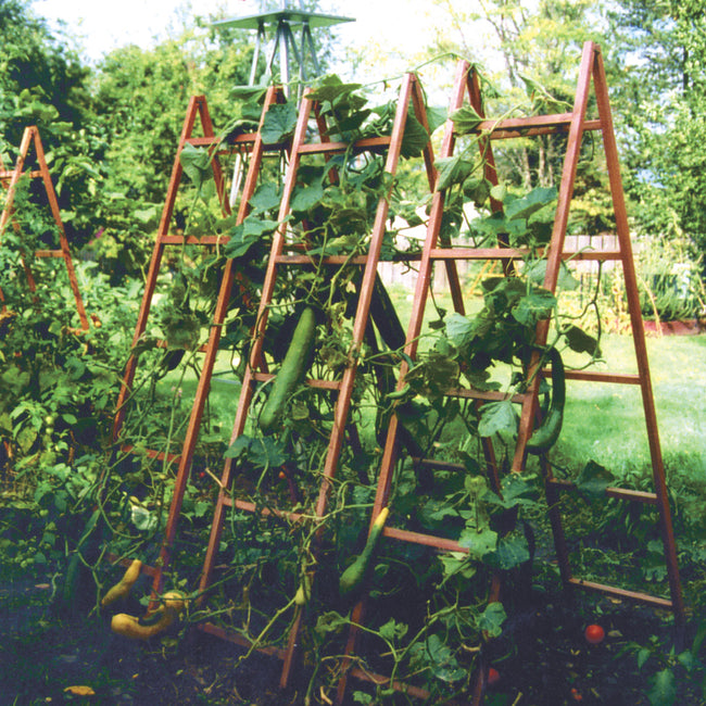 Front view of two wooden vegetable trellises showing ladder-style rungs and wide four-point stance in a garden