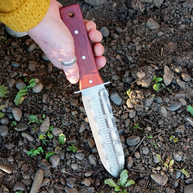 Front view of wood-handled stainless steel hori hori knife showing serrated blade and inch markings on white background
