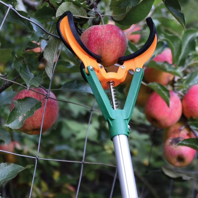 Close-up of Long Reach Fruit Harvester head gripping apples with three cushioned fingers on a telescoping pole in a tree