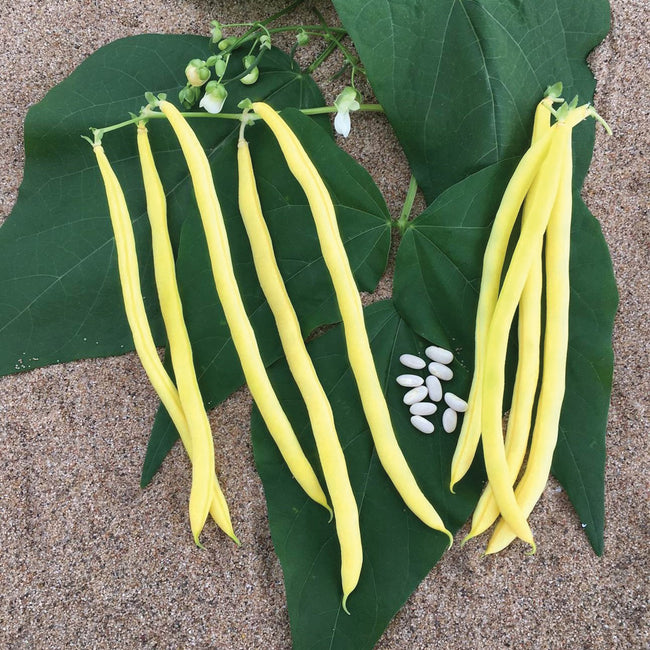 Close-up of Sunshine pole bean pods showcasing slender butter yellow wax pods on green background