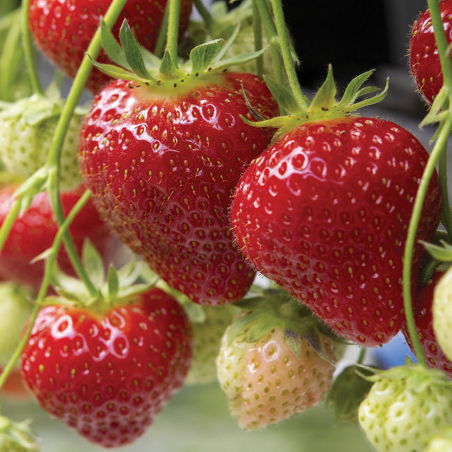 ALBION-STRAWBERRY