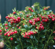 Close-up of Red Candy lingonberry plant with clusters of red berries and glossy green leaves in a pot against a blurred fence