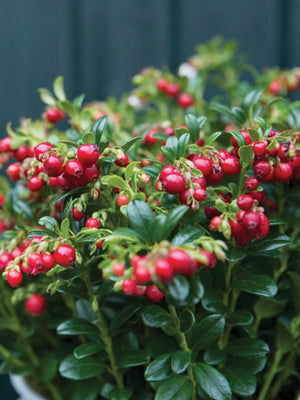 Close-up of Red Candy lingonberry plant with clusters of red berries and glossy green leaves in a pot against a blurred fence