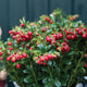 Close-up of Red Candy lingonberry plant with clusters of red berries and glossy green leaves in a pot against a blurred fence