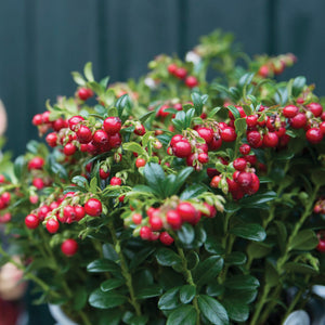 Close-up of Red Candy lingonberry plant with clusters of red berries and glossy green leaves in a pot against a blurred fence