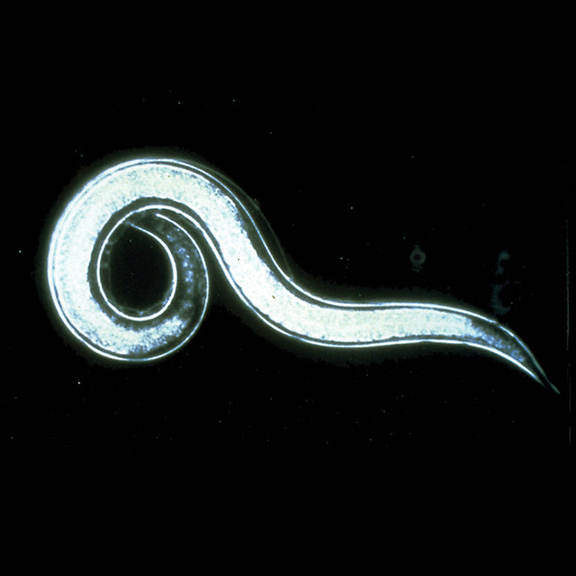 Close up of a predatory nematode showing a curled translucent body and tapered tail on a black background